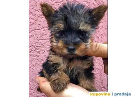 Na prodaju prelepi stenci Yorkshire terriera - 1/8