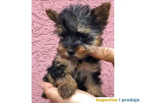 Na prodaju prelepi stenci Yorkshire terriera - 2/8