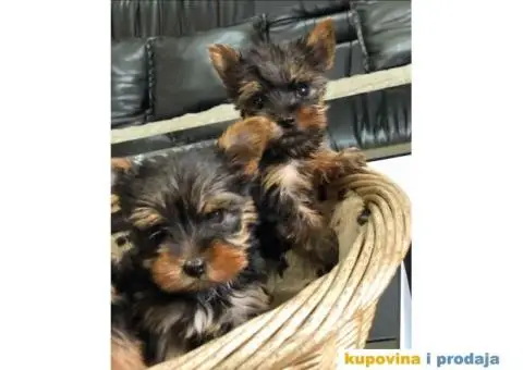 Na prodaju prelepi stenci Yorkshire terriera - 3/8