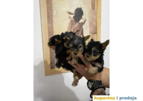 Na prodaju prelepi stenci Yorkshire terriera - 4/8