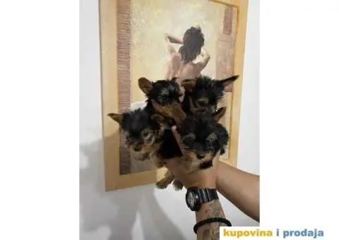 Na prodaju prelepi stenci Yorkshire terriera - 6/8