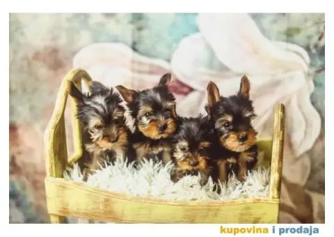 Na prodaju prelepi stenci Yorkshire terriera - 7/8