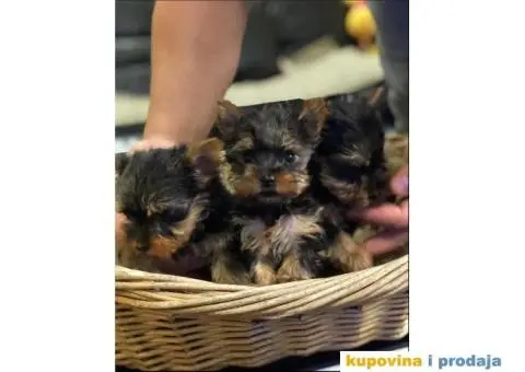 Na prodaju prelepi stenci Yorkshire terriera - 8/8