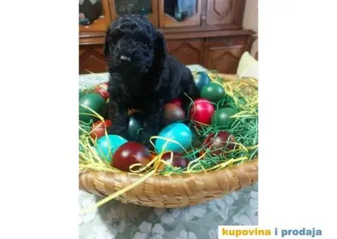 Na prodaju crna ženka patuljaste pudle - 1/4