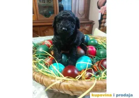 Na prodaju crna ženka patuljaste pudle - 2/4
