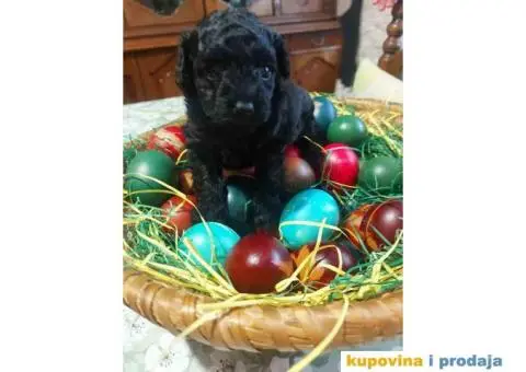 Na prodaju crna ženka patuljaste pudle - 3/4