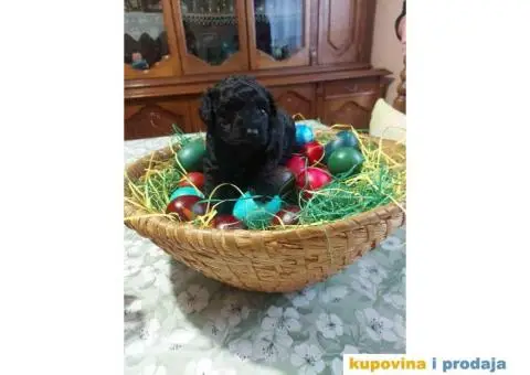 Na prodaju crna ženka patuljaste pudle - 4/4
