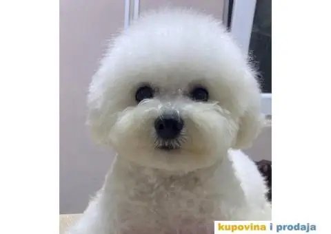 Kovrdzavi bison, decak star 4 meseca