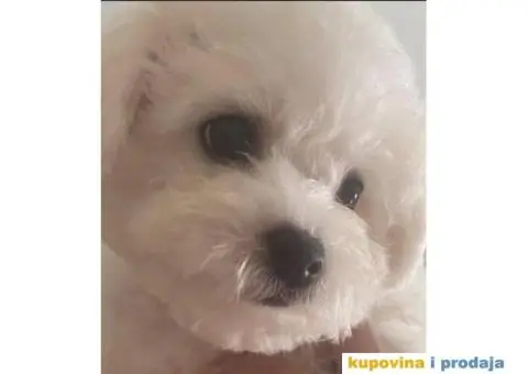 Kovrdzavi bison, decak star 4 meseca - 2/2