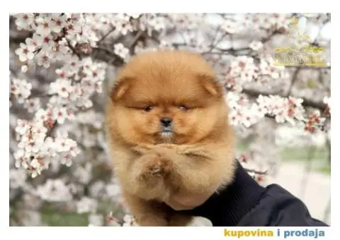 Odg  Victoryan Song ima u ponudi čistokrvne štence pomeranca izložbeng potencijala - 2/8