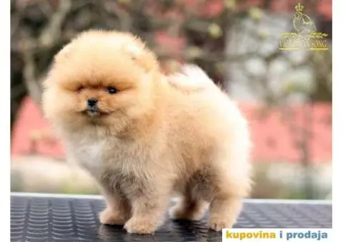 Odg  Victoryan Song ima u ponudi čistokrvne štence pomeranca izložbeng potencijala - 3/8