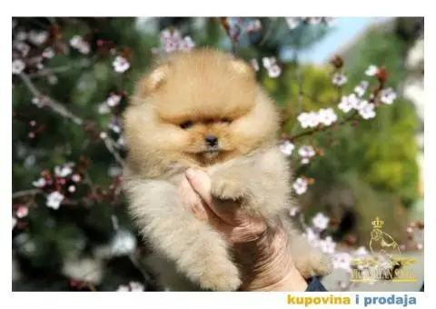 Odg  Victoryan Song ima u ponudi čistokrvne štence pomeranca izložbeng potencijala - 4/8