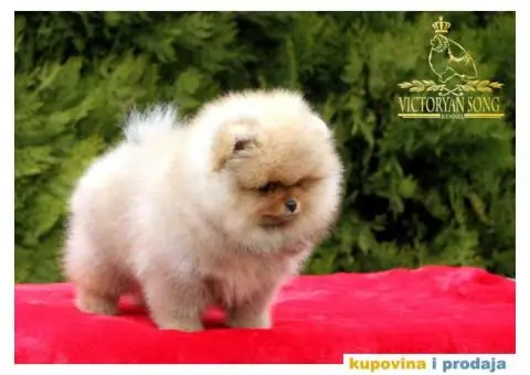 Odg  Victoryan Song ima u ponudi čistokrvne štence pomeranca izložbeng potencijala - 5/8