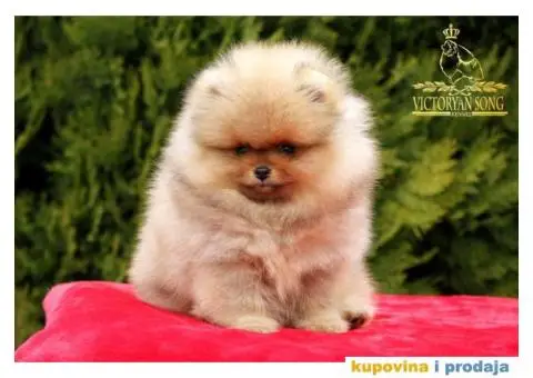 Odg  Victoryan Song ima u ponudi čistokrvne štence pomeranca izložbeng potencijala - 6/8