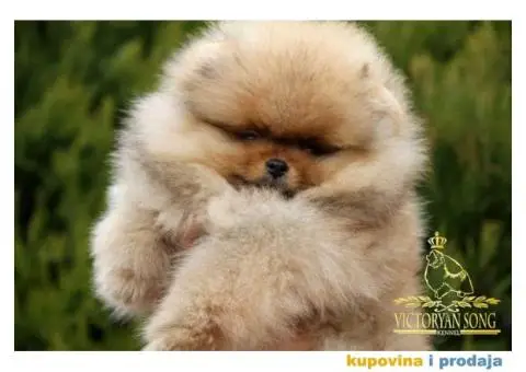 Odg  Victoryan Song ima u ponudi čistokrvne štence pomeranca izložbeng potencijala - 7/8