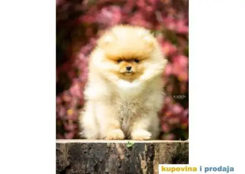 Odg  Victoryan Song ima u ponudi čistokrvne štence pomeranca izložbeng potencijala - 8/8