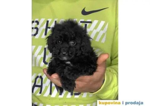 Crne TOY PUDLE   spremne za preuzimanje, stare 2 meseca - 3/8