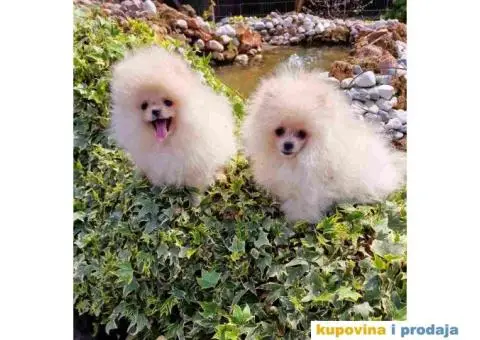 Dva rodjena brata POMERANCA  spremni za preuzimanje - 1/7