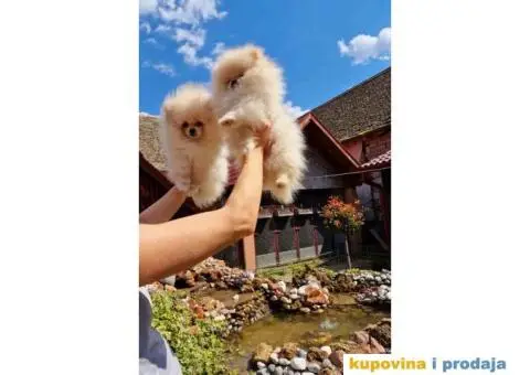 Dva rodjena brata POMERANCA  spremni za preuzimanje - 2/7