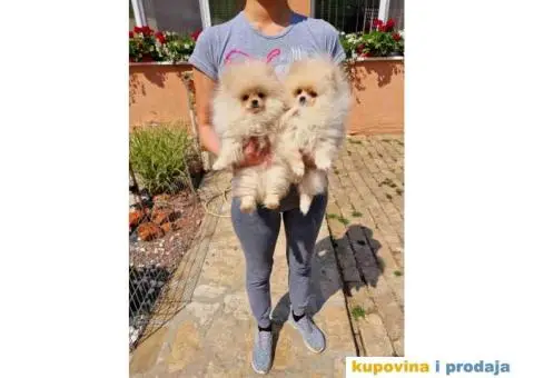 Dva rodjena brata POMERANCA  spremni za preuzimanje - 3/7