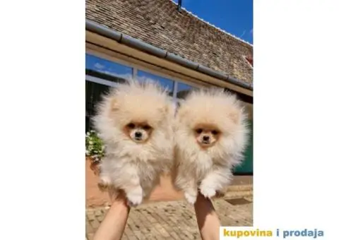 Dva rodjena brata POMERANCA  spremni za preuzimanje - 5/7