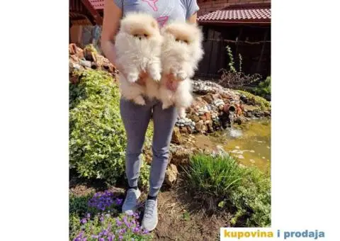 Dva rodjena brata POMERANCA  spremni za preuzimanje - 6/7