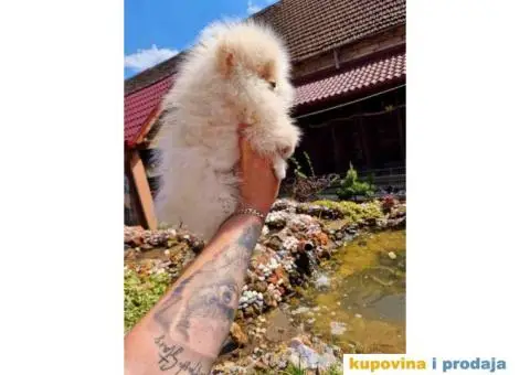 Dva rodjena brata POMERANCA  spremni za preuzimanje - 7/7