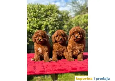 Crvene pudle u ponudi, spremne za preuzimanje - 1/10