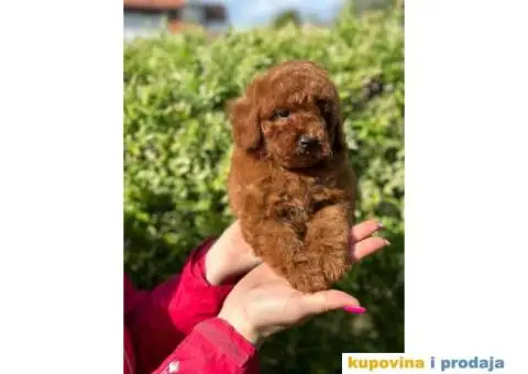 Crvene pudle u ponudi, spremne za preuzimanje - 2/10