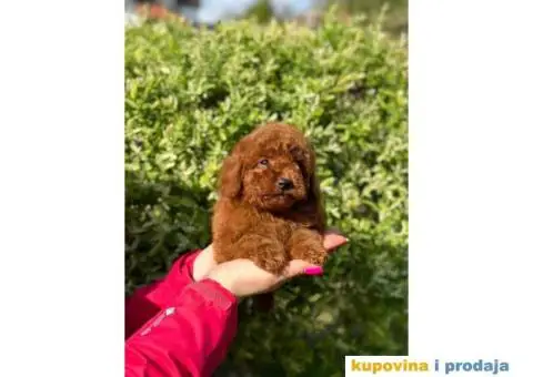 Crvene pudle u ponudi, spremne za preuzimanje - 3/10