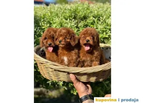 Crvene pudle u ponudi, spremne za preuzimanje - 4/10