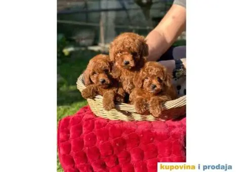 Crvene pudle u ponudi, spremne za preuzimanje - 5/10