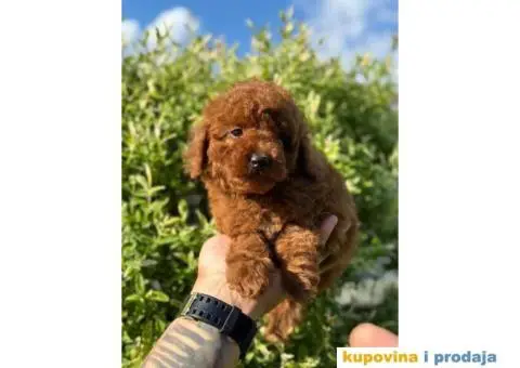 Crvene pudle u ponudi, spremne za preuzimanje - 6/10