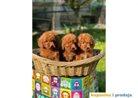 Crvene pudle u ponudi, spremne za preuzimanje - 7/10