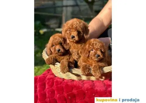 Crvene pudle u ponudi, spremne za preuzimanje - 8/10