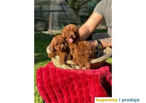 Crvene pudle u ponudi, spremne za preuzimanje - 9/10