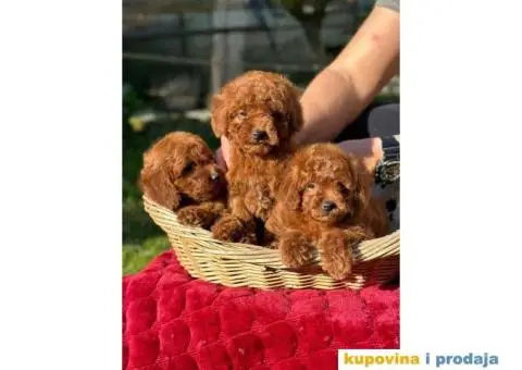 Crvene pudle u ponudi, spremne za preuzimanje - 10/10