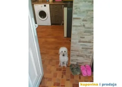 Izdajem stan za devojku/tražim cimerku - 5/13