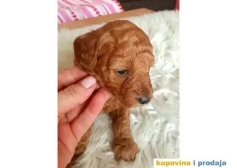 Na prodaju crveni i apricot stenci patuljaste pudle - 1/10