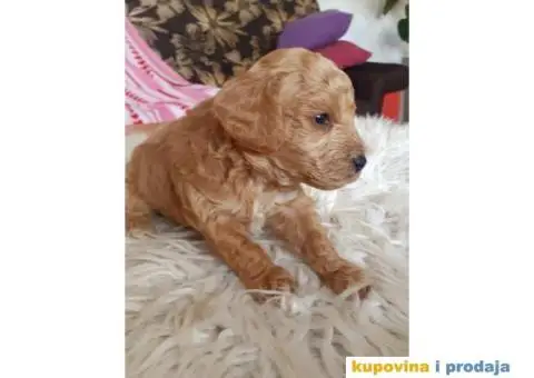 Na prodaju crveni i apricot stenci patuljaste pudle - 2/10