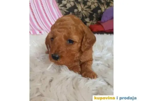 Na prodaju crveni i apricot stenci patuljaste pudle - 3/10