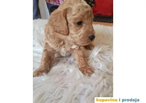 Na prodaju crveni i apricot stenci patuljaste pudle - 4/10