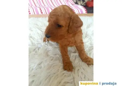 Na prodaju crveni i apricot stenci patuljaste pudle - 5/10