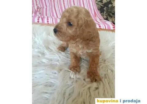 Na prodaju crveni i apricot stenci patuljaste pudle - 6/10