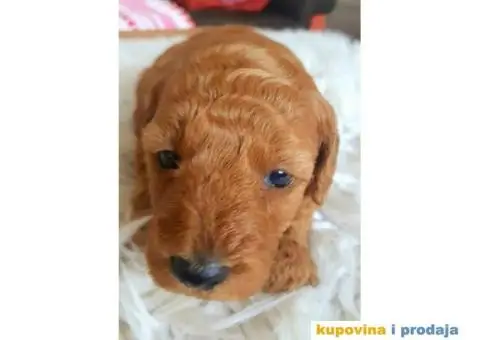 Na prodaju crveni i apricot stenci patuljaste pudle - 7/10