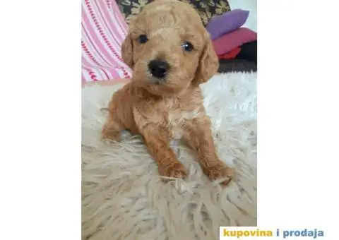 Na prodaju crveni i apricot stenci patuljaste pudle - 8/10