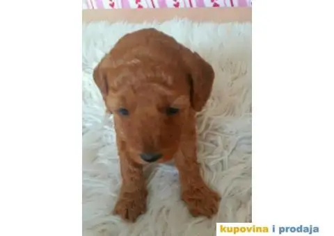 Na prodaju crveni i apricot stenci patuljaste pudle - 9/10