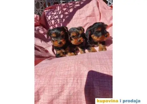 Stenci jorkširskog terijera spremni za preuzimanje - 1/6