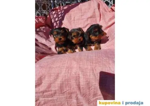 Stenci jorkširskog terijera spremni za preuzimanje - 3/6