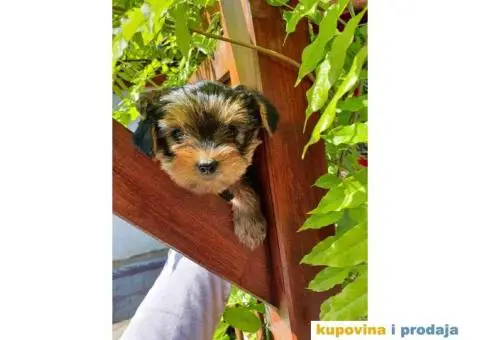 Stenci jorkširskog terijera spremni za preuzimanje - 4/6